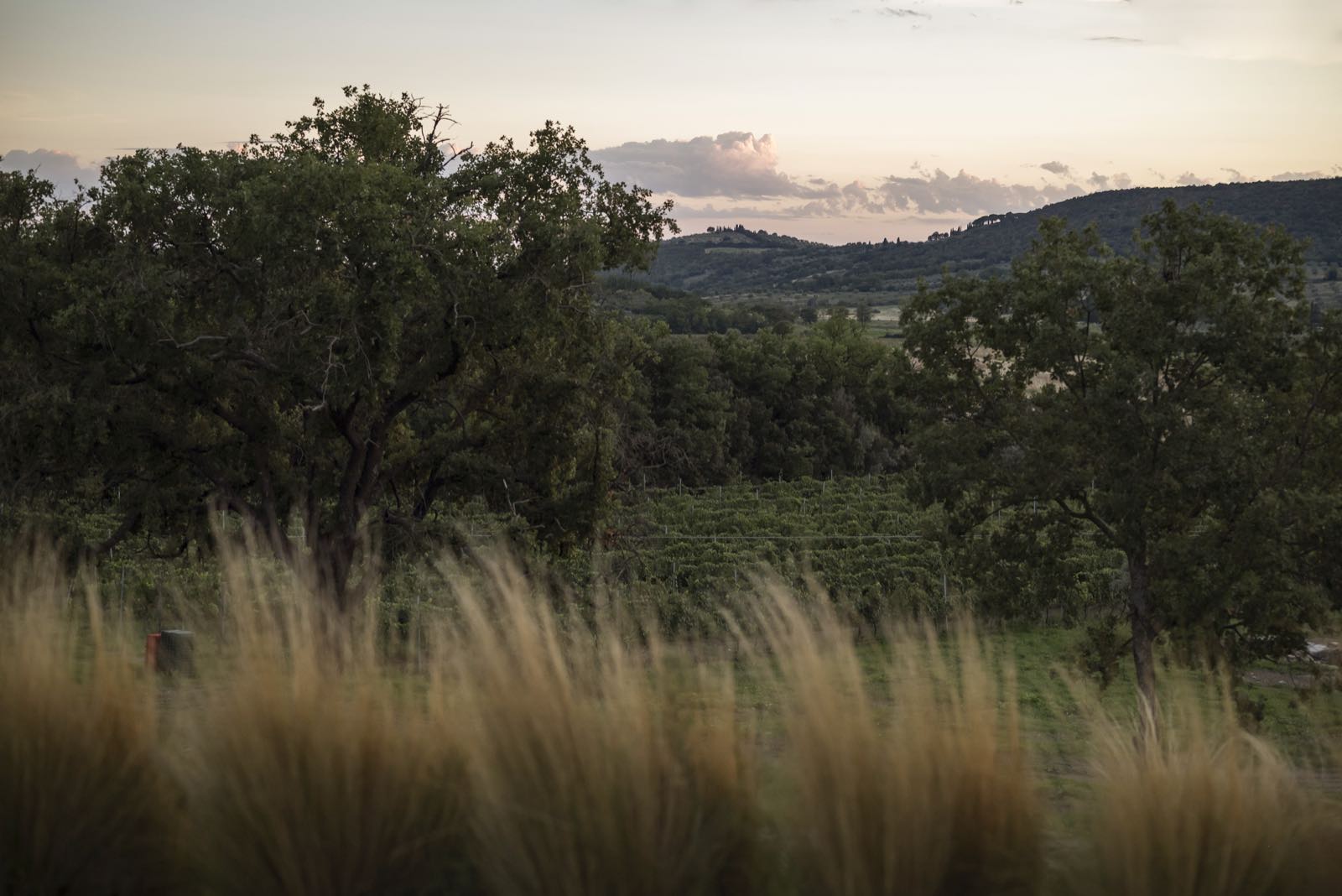 Le colline della Maremma alla sera